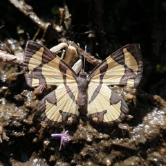 Baeotis zonata zonata