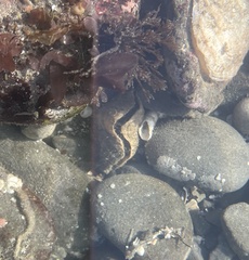 Brachiopoda