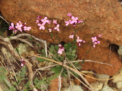 Arabis aculeolata