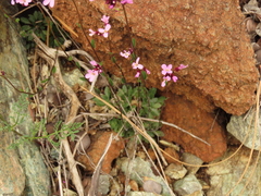 Arabis aculeolata
