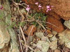 Arabis aculeolata