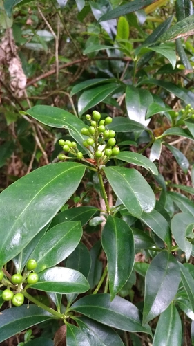 Skimmia japonica