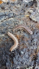 Pseudopolydesmus pinetorum