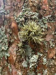 Tillandsia loliacea