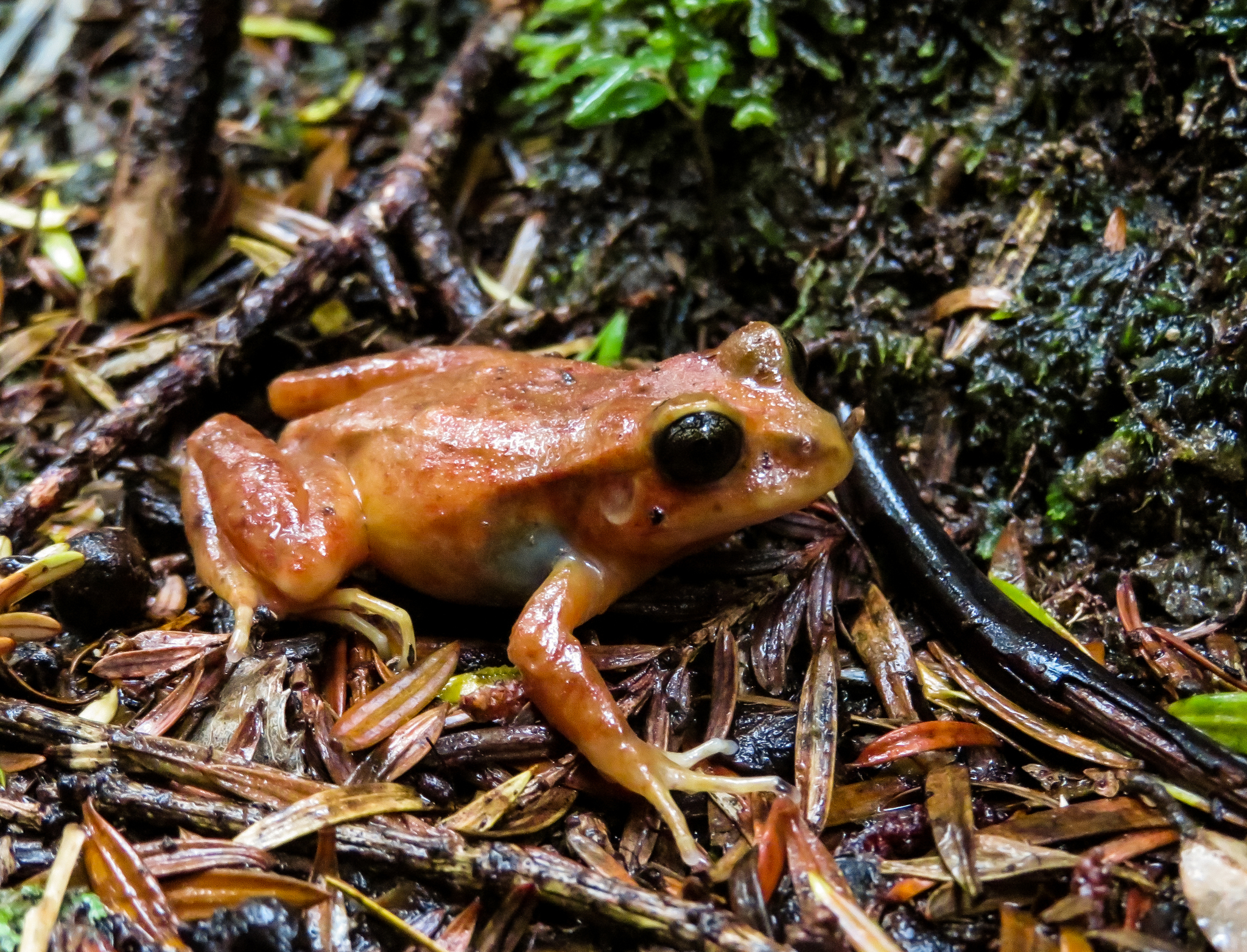 Eupsophus altor Nuñez, Rabanal & Formas, 2012