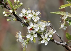 Pelonides quadripunctata