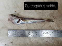 Boreogadus saida