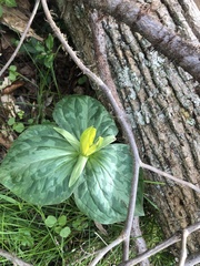 Trillium luteum