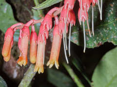 Orthaea brachysiphon