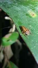 Neoblattellini