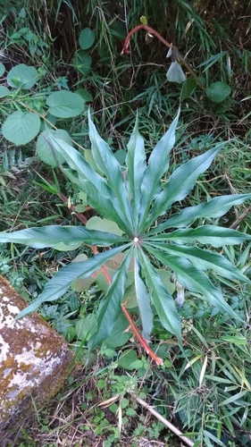 Arisaema formosanum, photograph 3