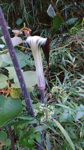 Arisaema formosanum, photograph 4