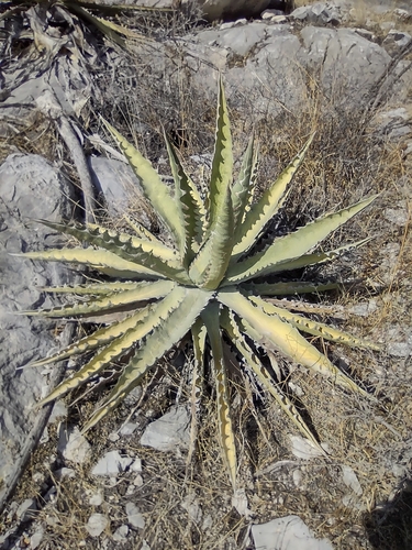 Agave xylonacantha