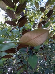 Chrysophyllum oliviforme