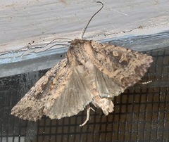 Dasygaster padockina