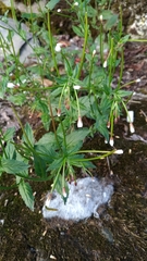 Epilobium amurense