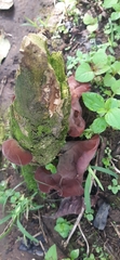 Auricularia