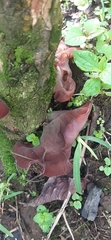 Auricularia
