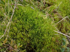 Dicranum howellii