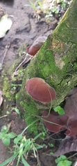 Auricularia