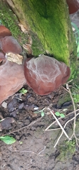 Auricularia