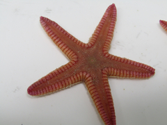 Astropecten duplicatus