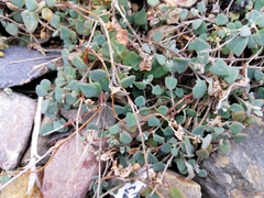 Chenopodium allanii