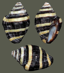 Engina mendicaria