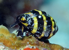 Engina mendicaria