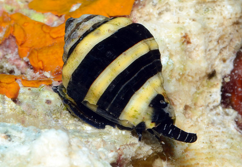 Bumblebee Snail
