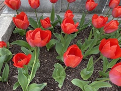 Tulipa
