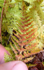 Polystichum cystostegium