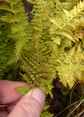 Polystichum cystostegium