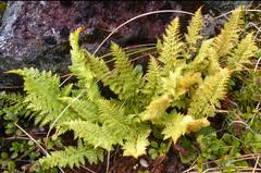 Polystichum cystostegium