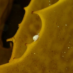 Cystiscus obesulus