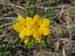 Lithospermum caroliniense croceum