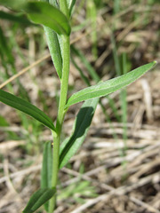 Lithospermum caroliniense croceum