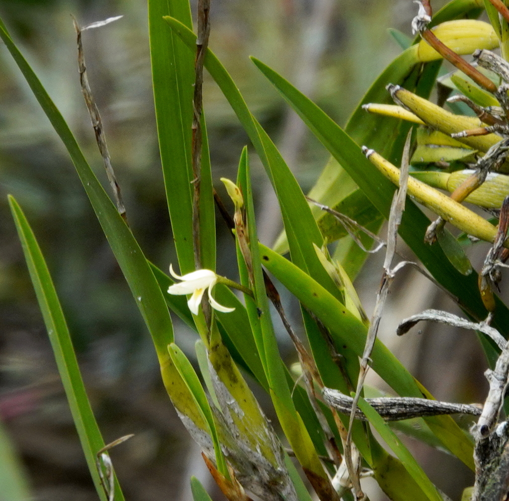 Nidema boothii