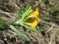 Lithospermum caroliniense croceum