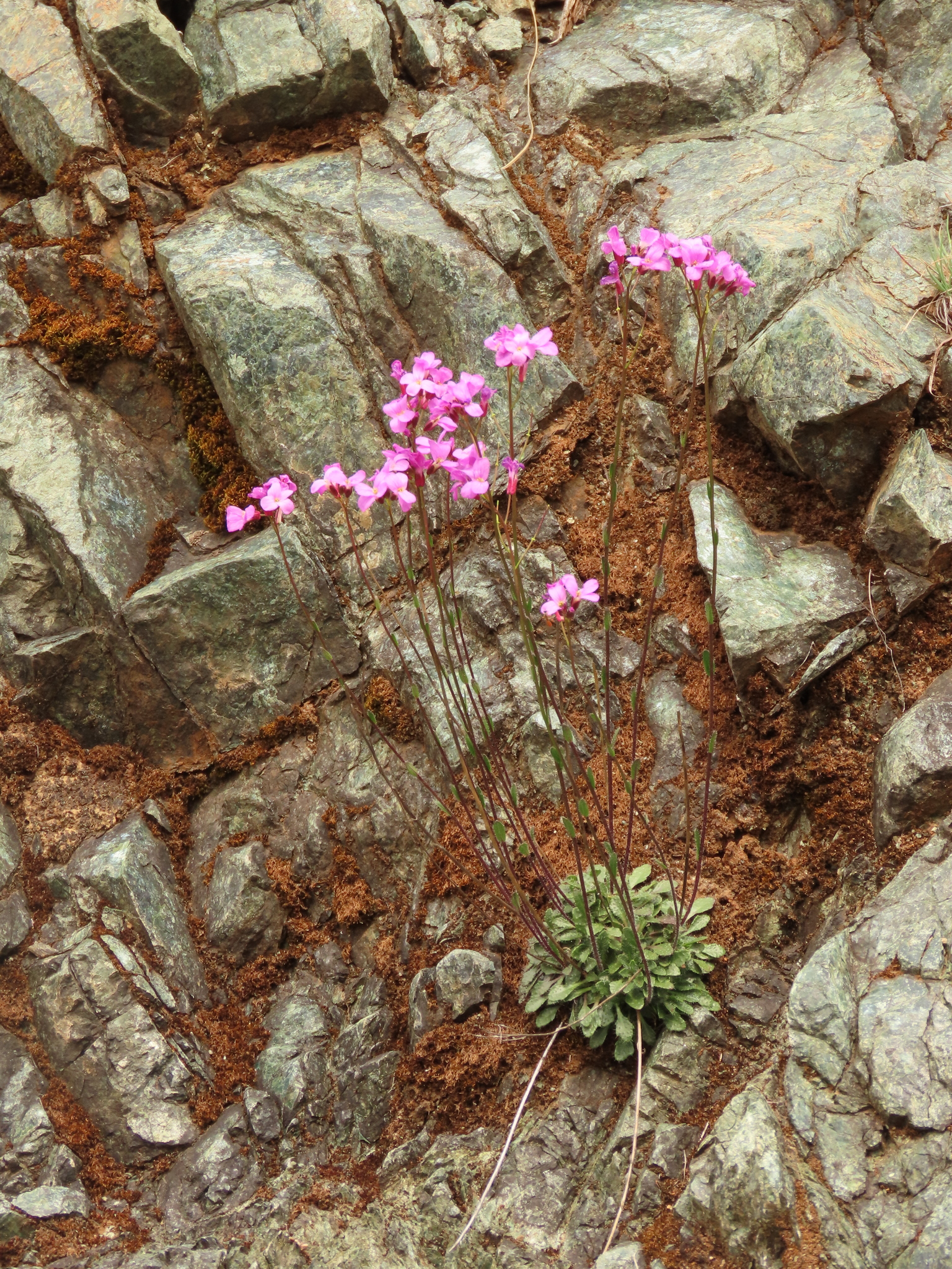 Arabis aculeolata