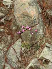 Arabis aculeolata
