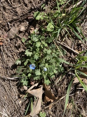 Nemophila menziesii integrifolia
