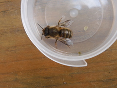 Osmia cornifrons