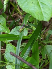 Methiolopsis geniculata