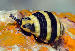 Engina mendicaria