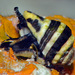 Bumblebee Snail - Photo (c) uwkwaj, some rights reserved (CC BY-NC), uploaded by uwkwaj