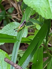 Methiolopsis geniculata