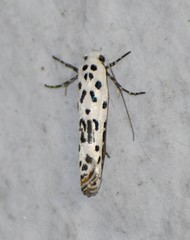 Ethmia bittenella