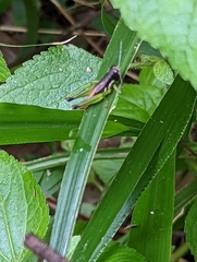 Methiolopsis geniculata