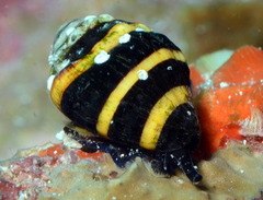Engina mendicaria